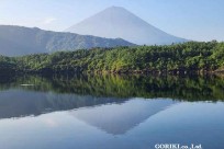 樹海モーニングツアー