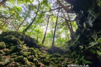 樹海モーニングツアー