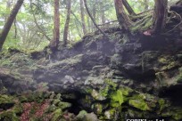 樹海モーニングツアー