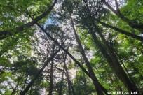 樹海モーニングツアー