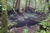 樹海モーニングツアー