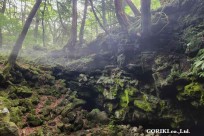 樹海モーニングツアー