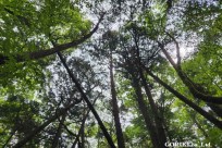 樹海モーニングツアー