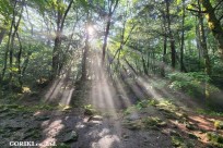樹海モーニングツアー