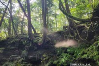 樹海モーニングツアー