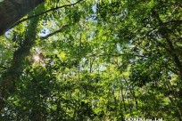 樹海モーニングツアー