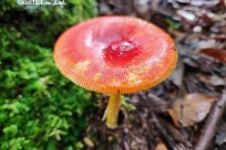 樹海モーニングツアー