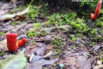 樹海モーニングツアー