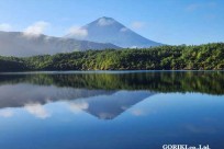 樹海モーニングツアー