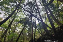 樹海モーニングツアー