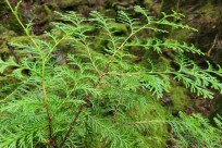 樹海モーニングツアー