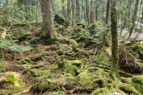 樹海モーニングツアー