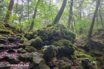 樹海モーニングツアー