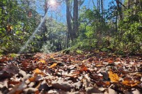 樹海モーニングツアー