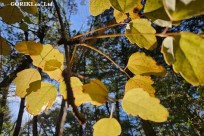樹海モーニングツアー