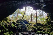 樹海モーニングツアー