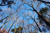 樹海モーニングツアー