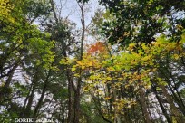 樹海モーニングツアー