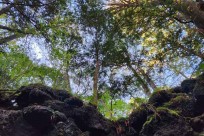 樹海モーニングツアー