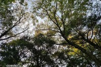 樹海モーニングツアー