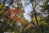 星のや富士様　樹海ハイキング