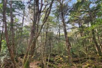 樹海モーニングツアー