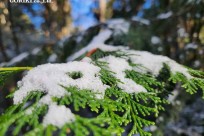 樹海モーニングツアー