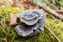 樹海モーニングツアー