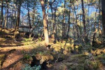 星のや富士様　樹海溶岩ハイキング