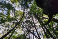 樹海モーニングツアー