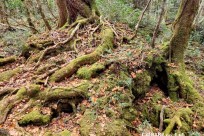 星のや富士様　樹海溶岩ハイキング