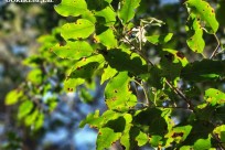 樹海モーニングツアー