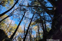 樹海モーニングツアー