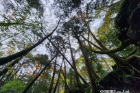 樹海モーニングツアー