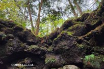 樹海モーニングツアー