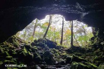 樹海モーニングツアー