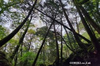 樹海モーニングツアー