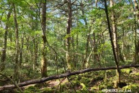 樹海モーニングツアー
