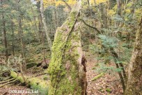 星のや富士様　樹海ハイキング