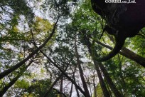 樹海モーニングツアー