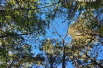 星のや富士様　樹海溶岩ハイキング