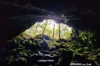 樹海モーニングツアー