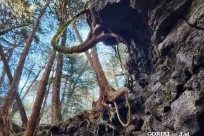 樹海モーニングツアー