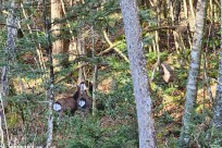 樹海モーニングツアー
