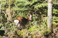 樹海モーニングツアー