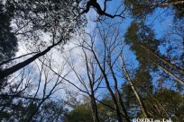 樹海モーニングツアー