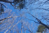 樹海モーニングツアー