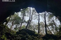 樹海モーニングツアー