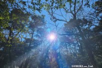 星のや富士様　樹海溶岩ハイキング