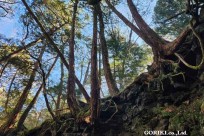 樹海モーニングツアー